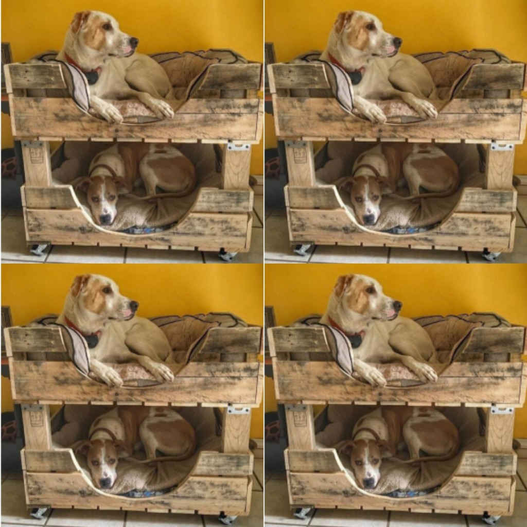 Camarotes para mascotas ref 29.20.006