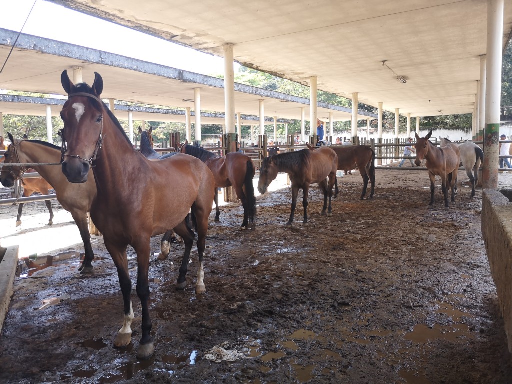 Caballos de silla