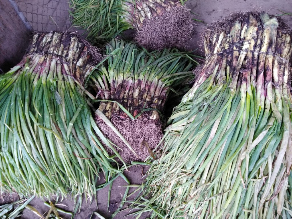 Cebolla larga Palmira