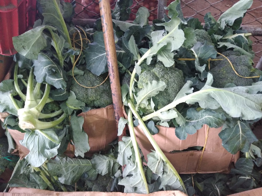 Brócoli