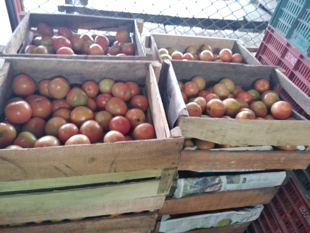 Tomate chonto grueso