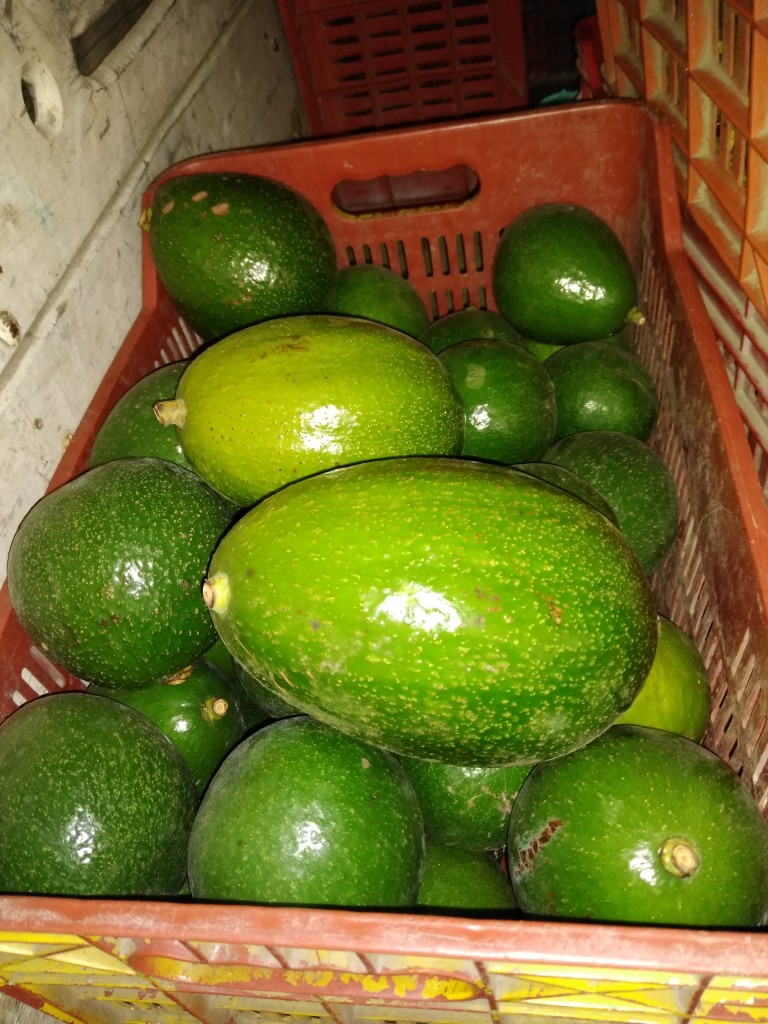 Aguacate choquette