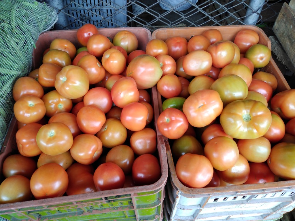 Tomate chonto