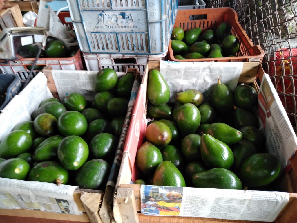 Aguacate santana