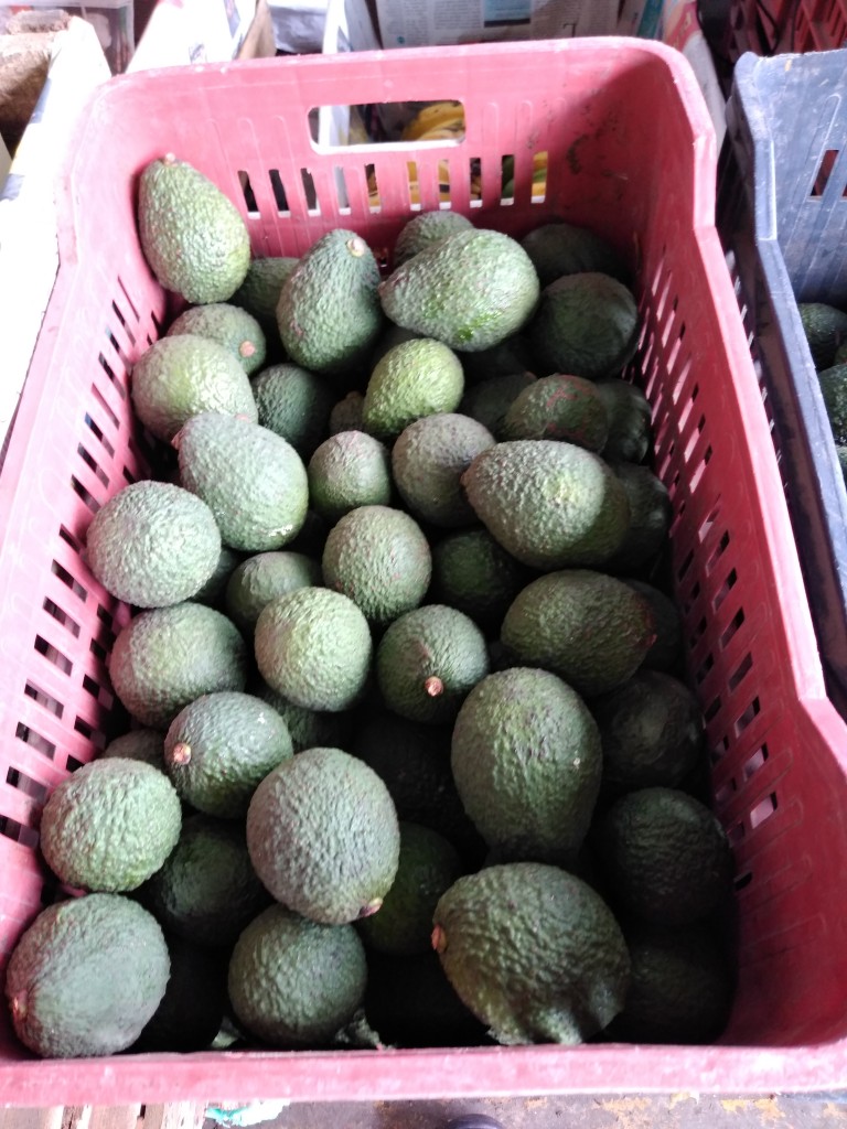 Aguacate Hass