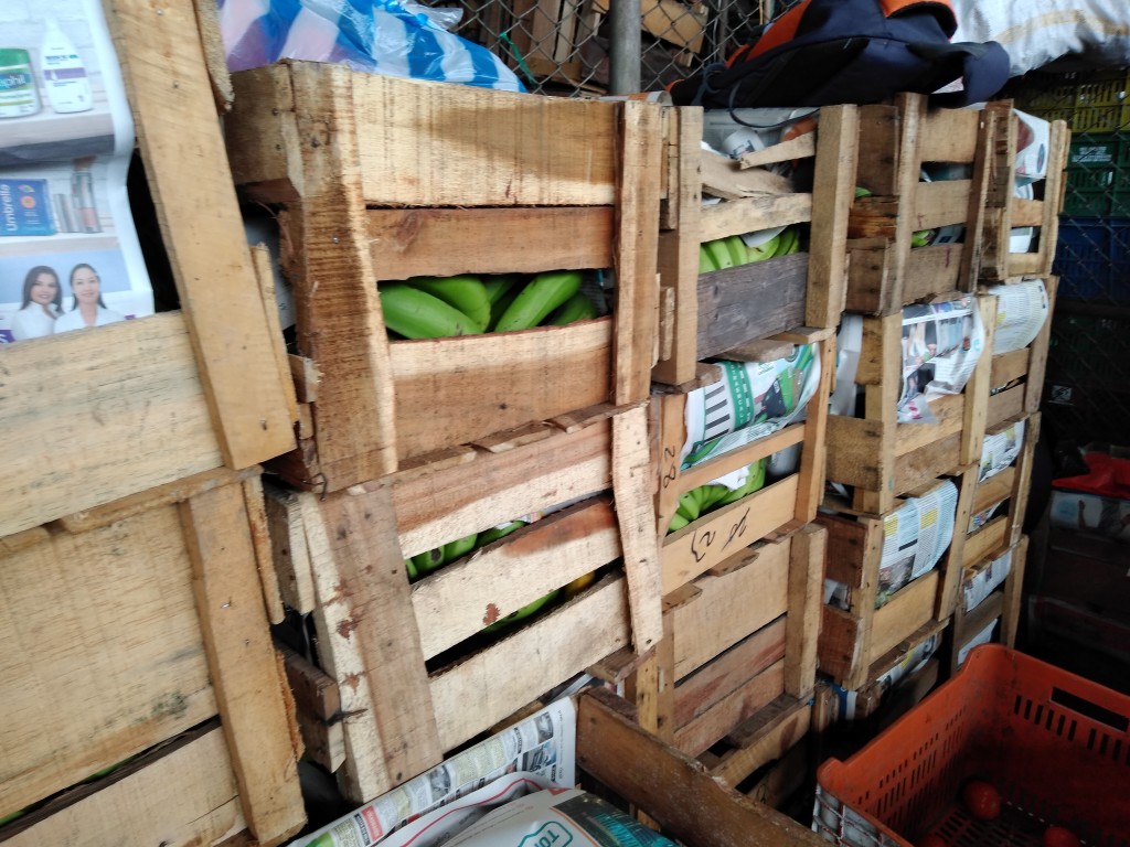 Banano criollo