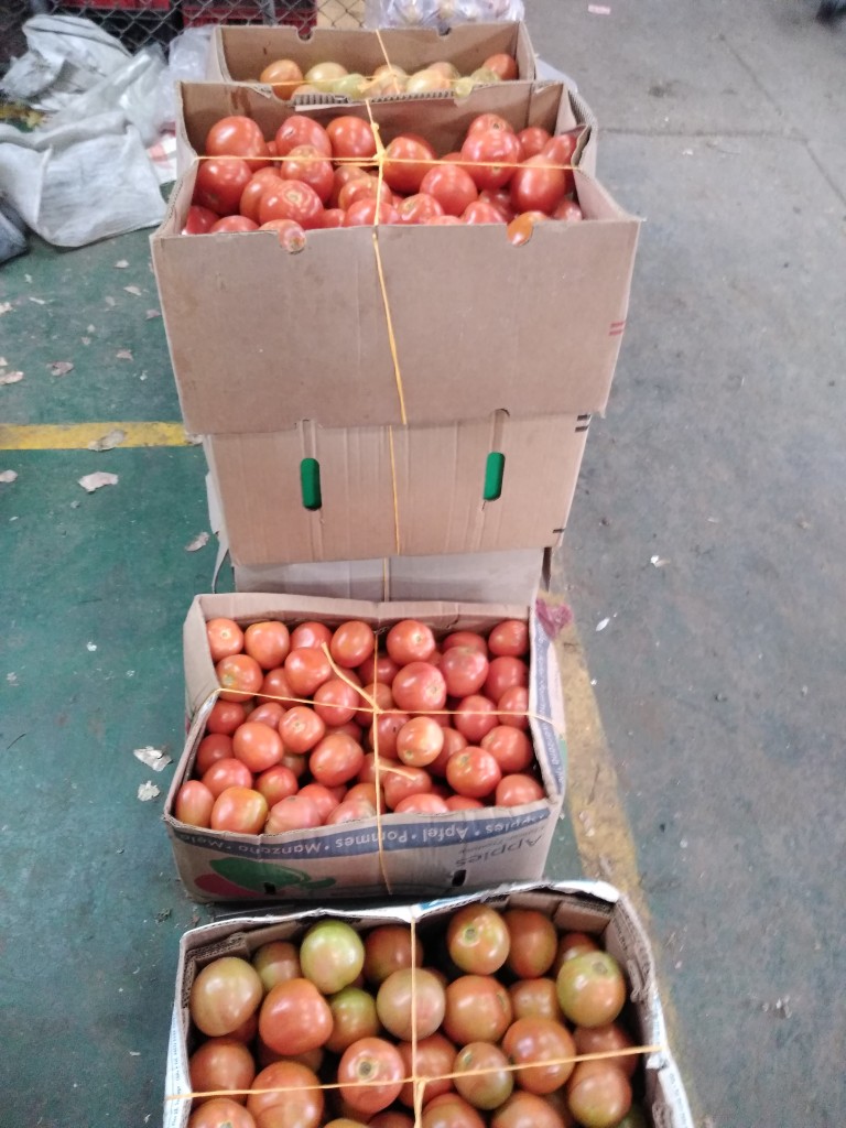 Tomate chonto grueso