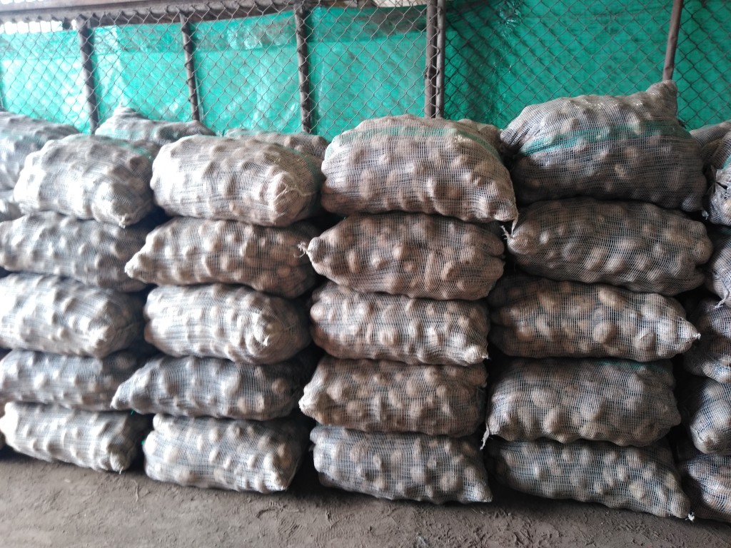 Papa única pastusa