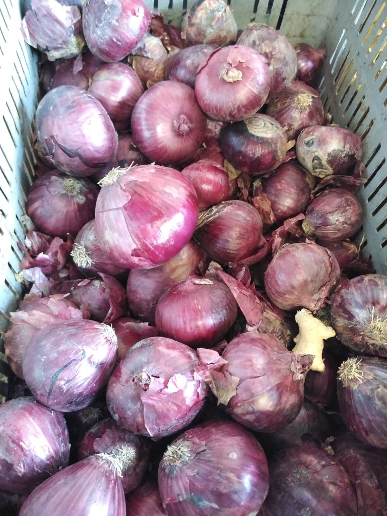 Cebolla morada ocañera