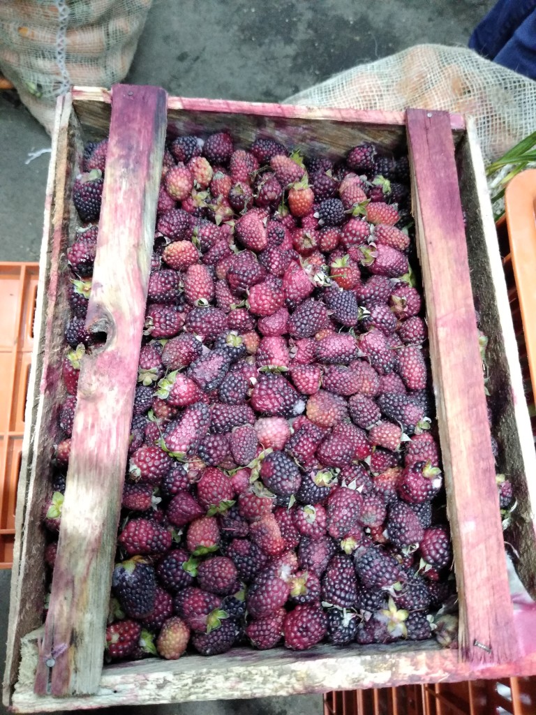 Mora roja/Bogotá