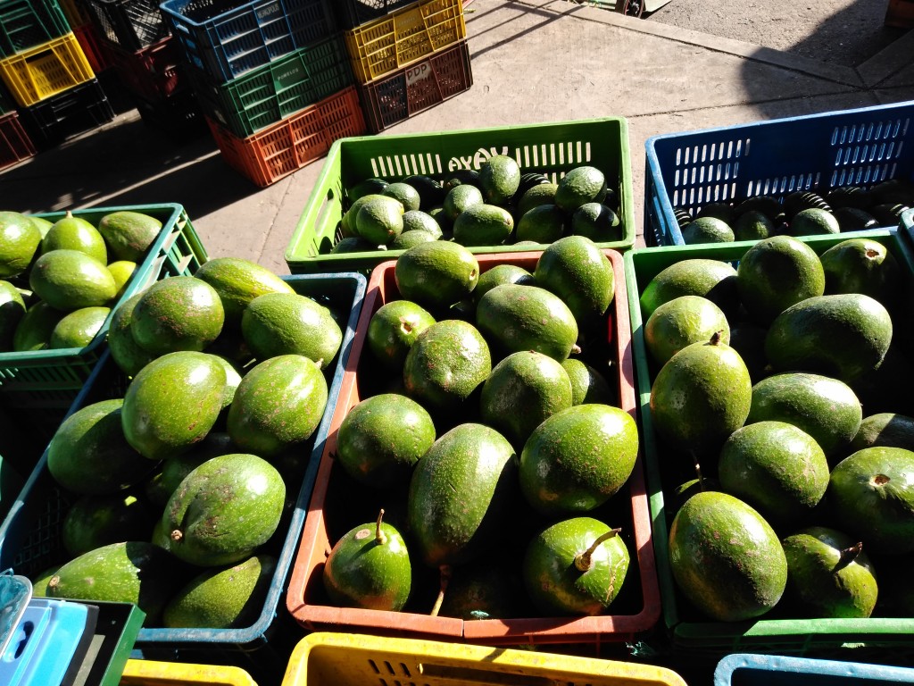 Aguacate choquette