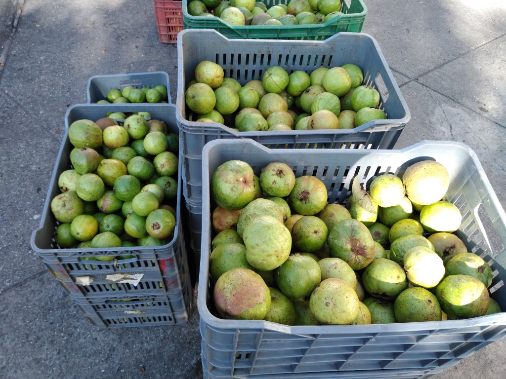 Guayaba manzana