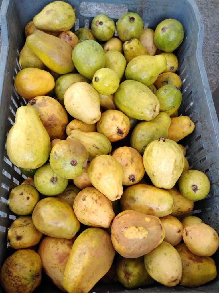 Guayaba pera