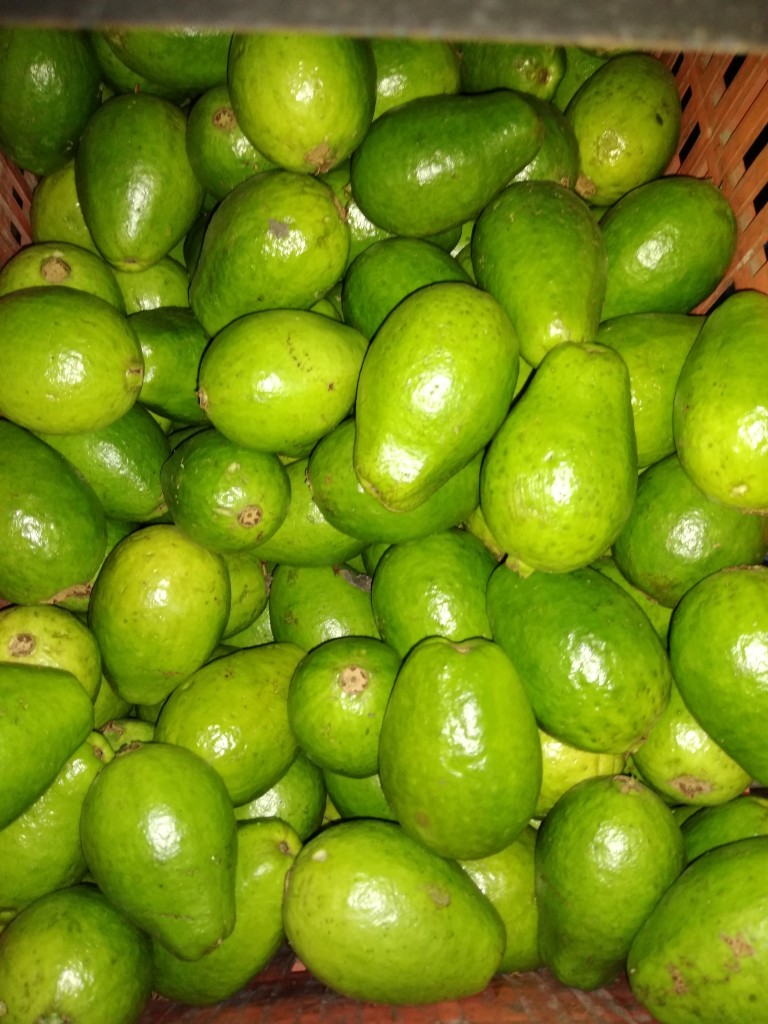 Guayaba pera