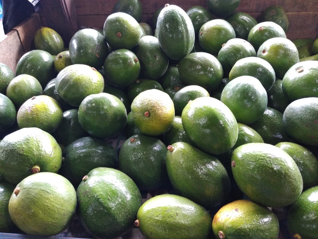 Aguacate choquette