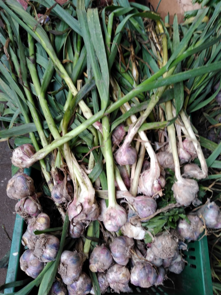 Ajo en rama