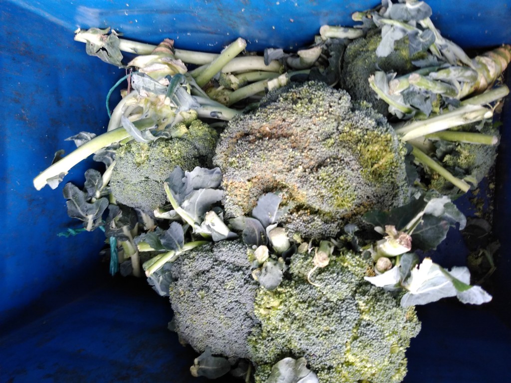 Brócoli