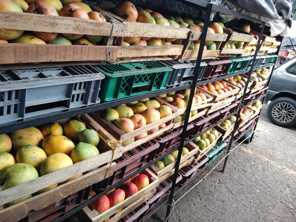 Mango manzano o yulima x 9 kl