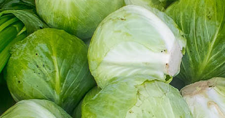Lechuga Batavia