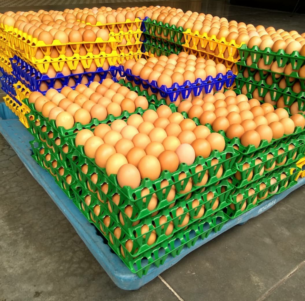 Huevos de gallina libre