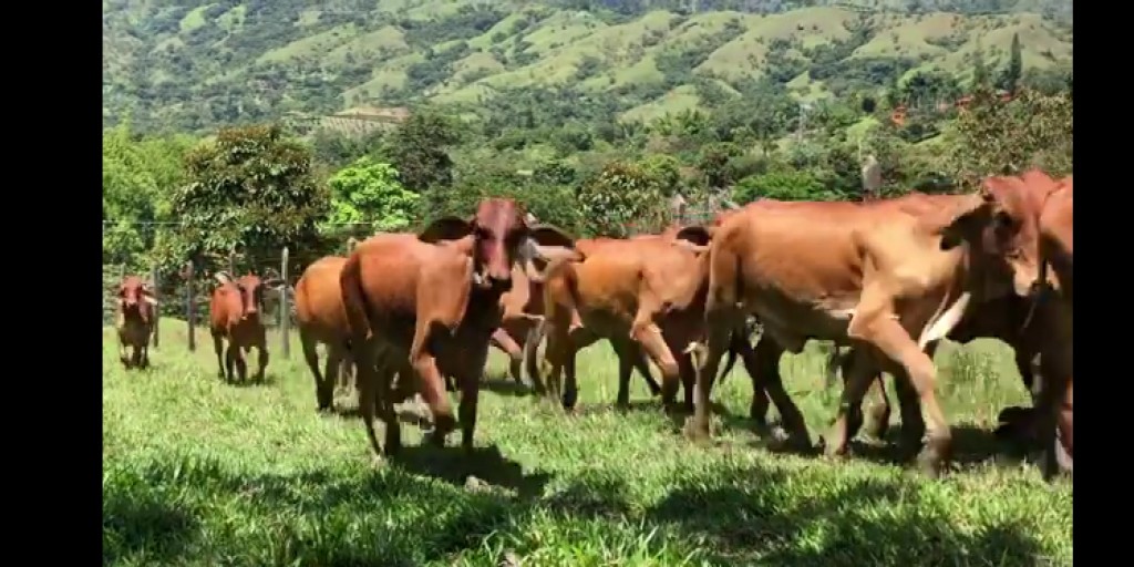 Novillas Brahman Rojo