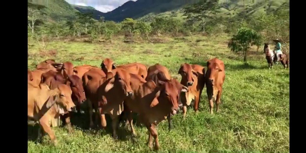 Vacas Brahman Rojo Preñadas