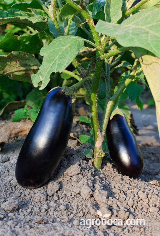 Berenjena
