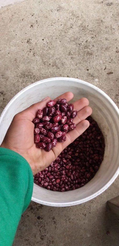 Frijol Cargamanto Rojo seco seleccionado