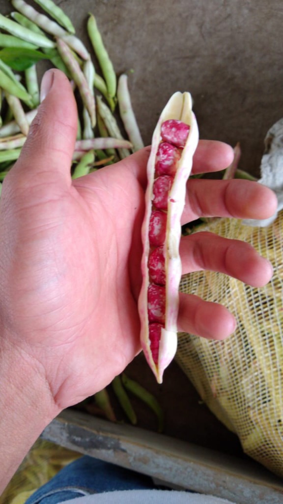 Frijol Cargamanto Rojo- Verde seleccionado
