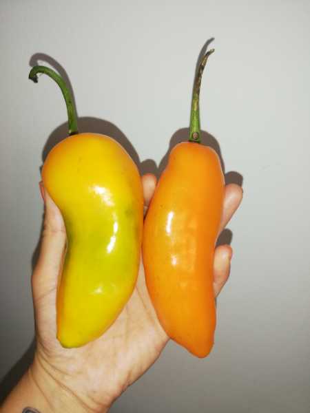 Ají Amarillo, Ají Peruano — foto 2 de 2