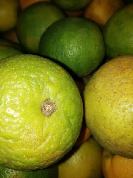 Naranja Valencia somos productores