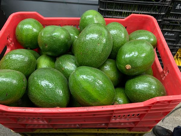 AGUACATE CHOQUETTE EXTRA