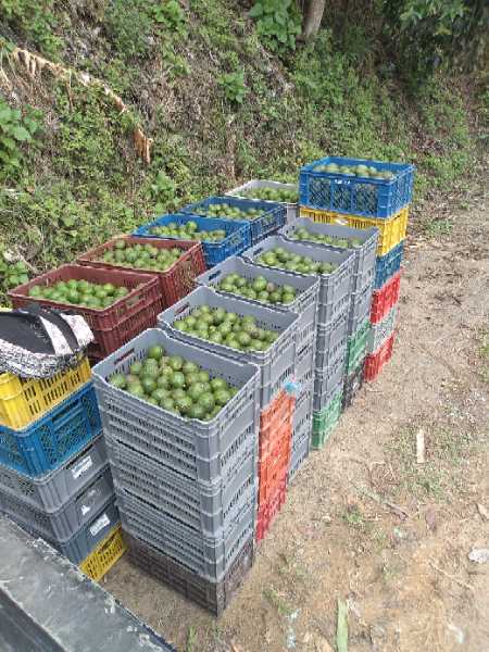 Aguacate Hass