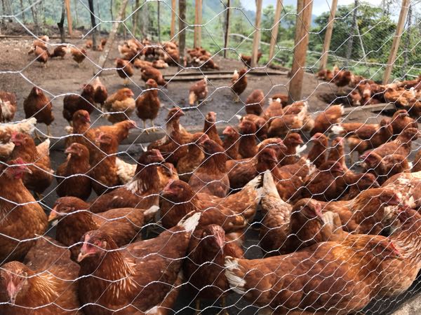 gallinas ponedoras