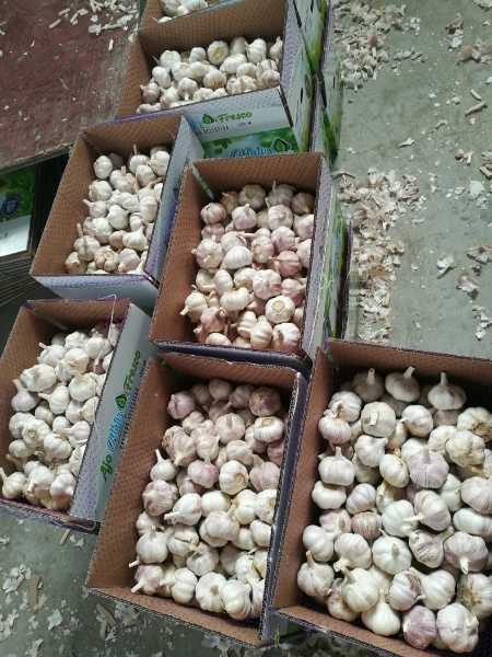 Ajo Importado