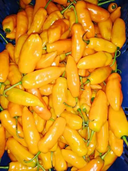 Ají Amarillo, Ají Peruano