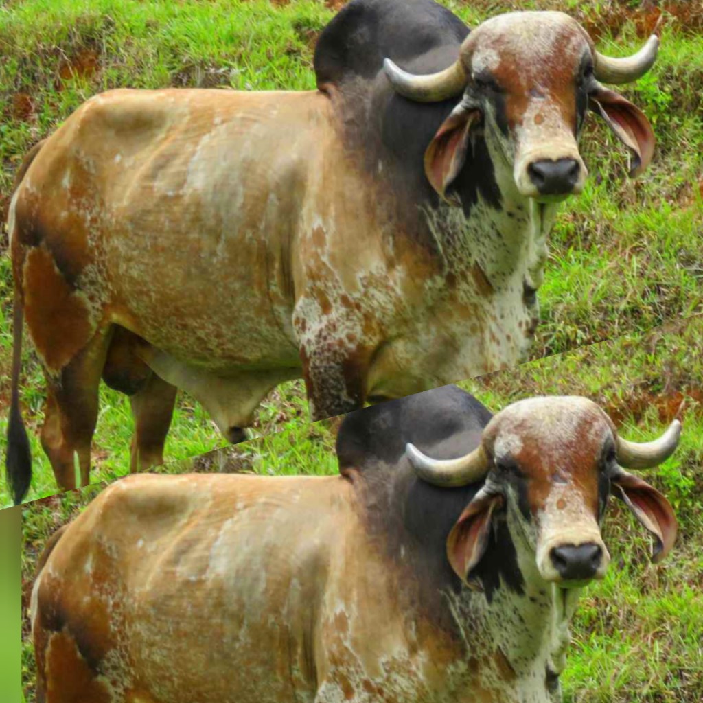 Toro Gyr