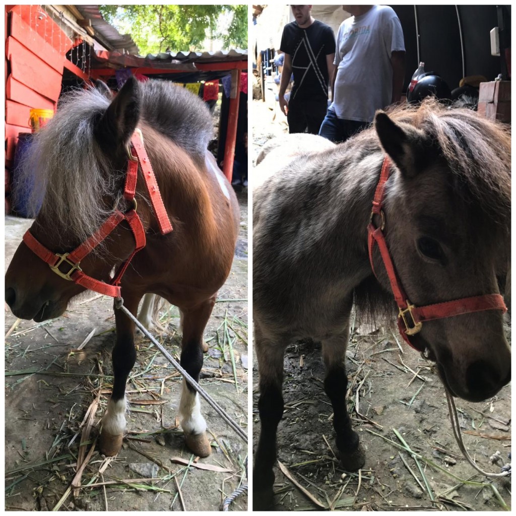 Ponys Padrones