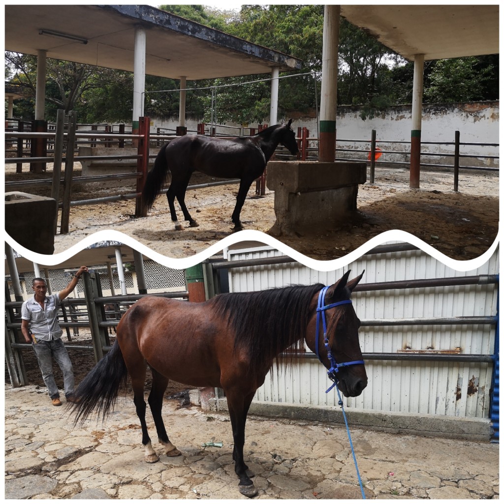 Caballo y llegua cabalgatera