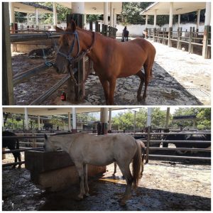 Caballo y yegua  de trabajo