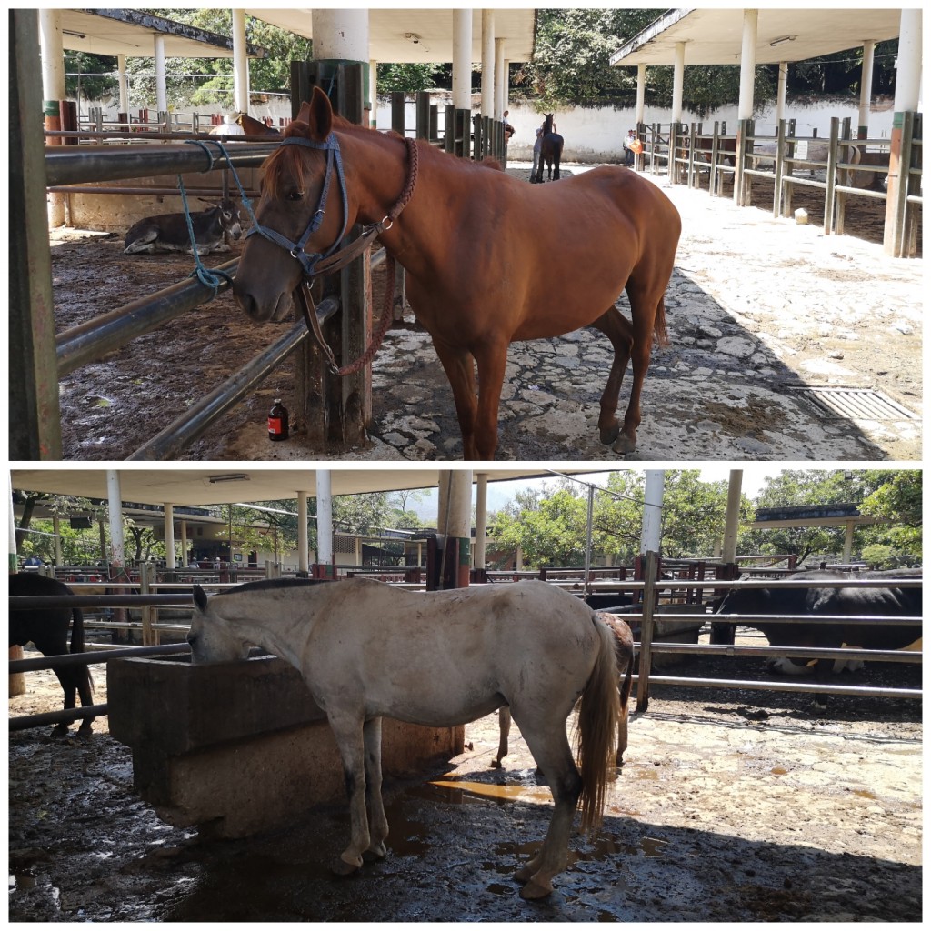 Caballo y yegua  de trabajo