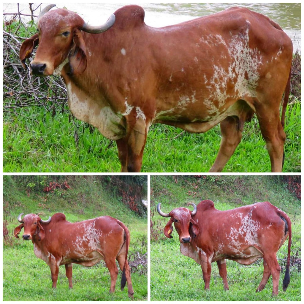 Vacas Gyr preñada de toro gyr puro