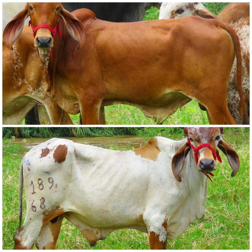 Toretes Gyr en Venta