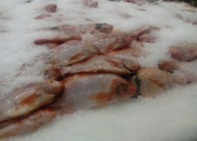 Mojarra Roja