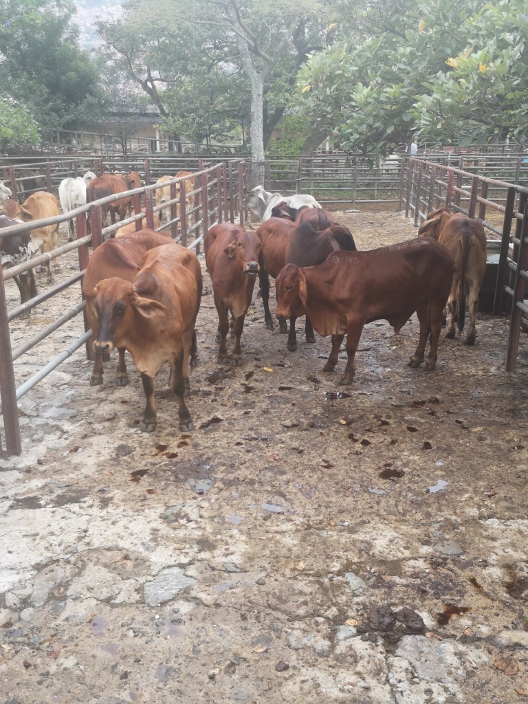 Lote de Ganado Gordo 410kg aprox