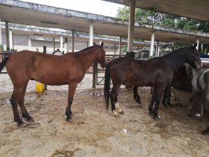 Caballo y Yegua de Trabajo