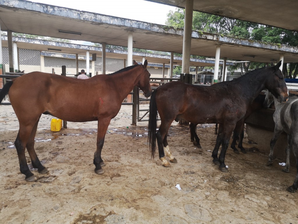 Caballo y Yegua de Trabajo