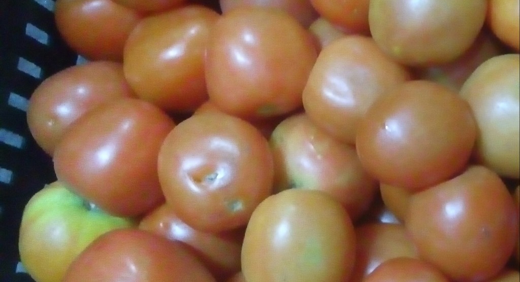 Tomate chonto