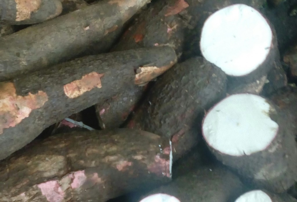 Yuca