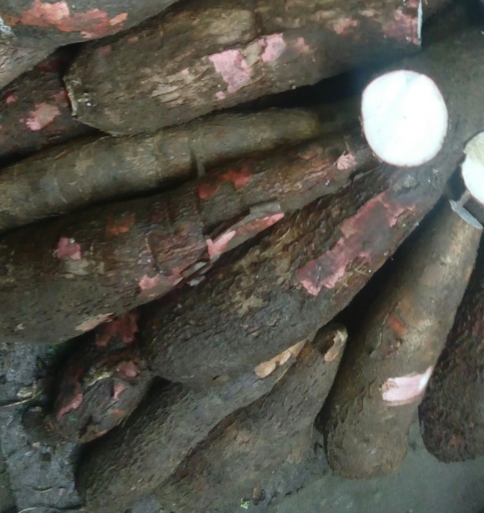 Yuca